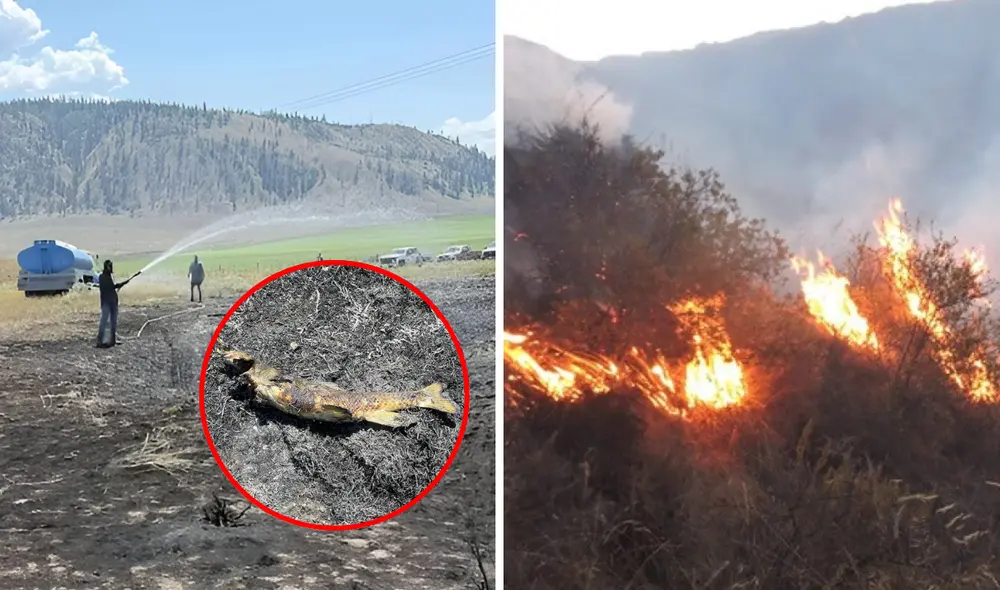 Un pez que cayó del cielo accidentalmente por una águila pescadora y origina incendio y una apagón en Ashcroft, Canadá.