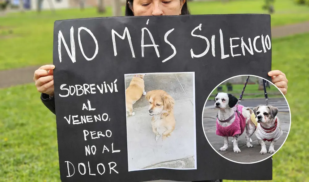 Vecinos de Los Olivos denunian envenenamiento a perritos