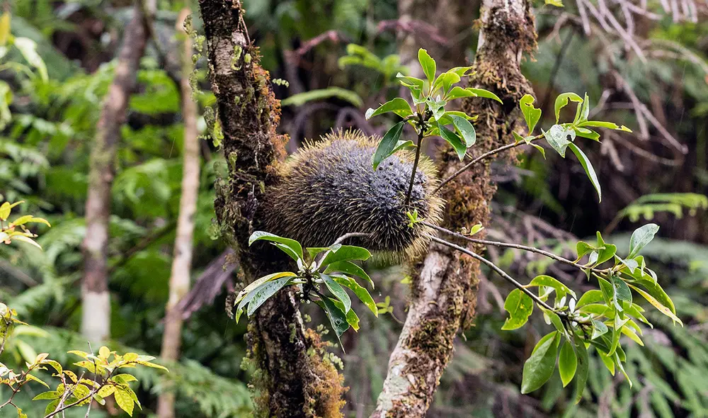 Los bultos verdosos puntiagudos que cuelgan de las plantas Squamellaria, alberga a las colonias de hormigas. Foto: Wikimedia