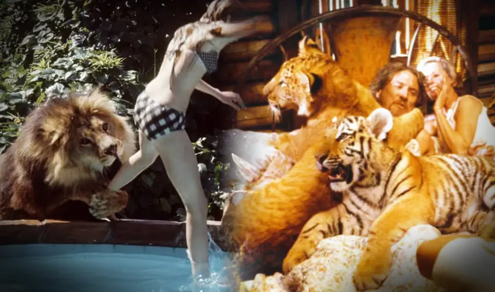 Este fue uno de los rodajes más peligrosos de la historia, incluyendo 70 ataques de felinos durante su grabación. Este fue uno de los rodajes más peligrosos de la historia, incluyendo 70 ataques de felinos durante su grabación.