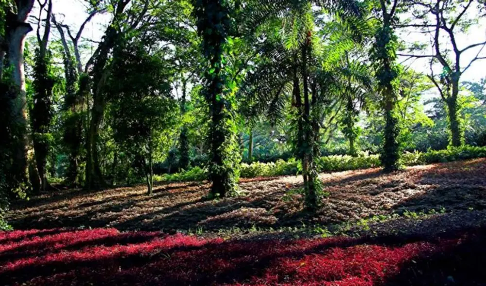 El parque cuenta con un impresionante Árbol del Abuelo, que tiene más de 600 años. Foto: Barquisimeto.com