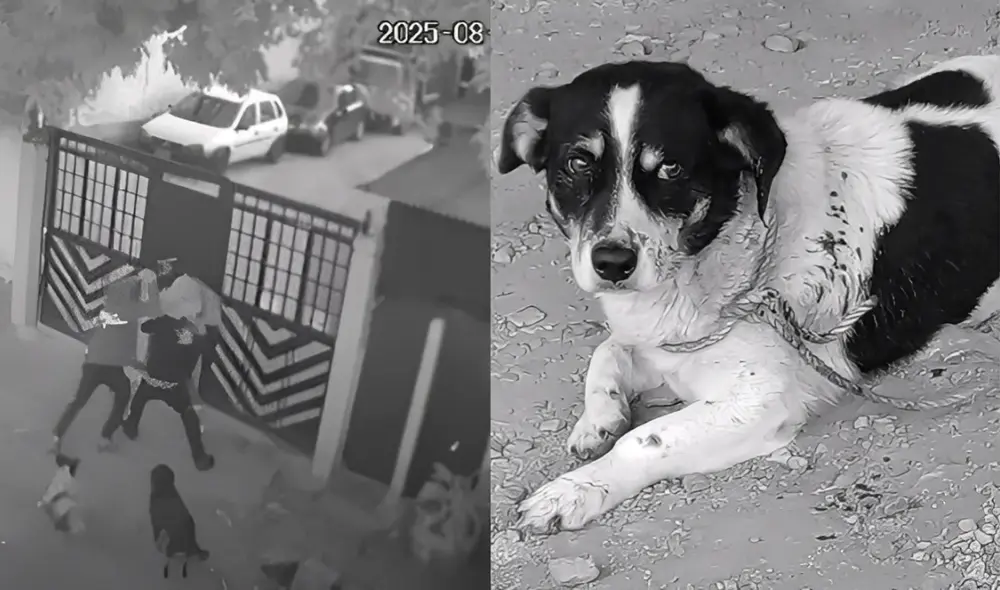 Héroe canino en Ibagué: Mueco interviene y salva a joven en pleno ataque.