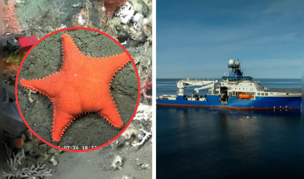 Entre las criaturas que SuBastian filmó, la estrella de mar parecida al personaje de 'Bob Esponja', se robó el corazón de todos.