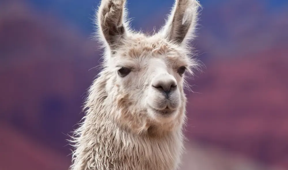 Nanocuerpos de llama mejoran la función cerebral en modelos de esquizofrenia. Foto: Good Housekeeping Nanocuerpos de llama mejoran la función cerebral en modelos de esquizofrenia. Foto: Good Housekeeping