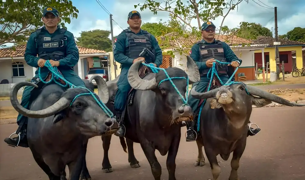 Los búfalos de agua permiten a la policía de Marajó patrullar zonas inaccesibles. Foto: Agencia Pará