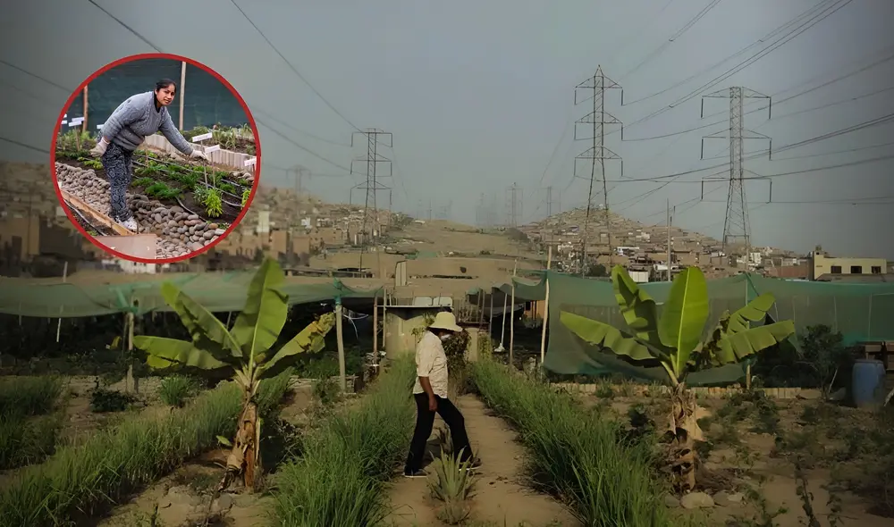 Grupo de peruanas adultas mayores convirtieron un basural de San Juan de Miraflores en un huerto que cosecha plantas medicinales Grupo de peruanas adultas mayores convirtieron un basural de San Juan de Miraflores en un huerto que cosecha plantas medicinales