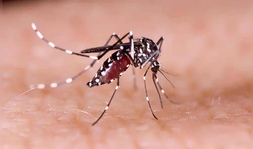 El mosquito ‘Aedes aegypti’ es el principal transmisor del virus Chikungunya.