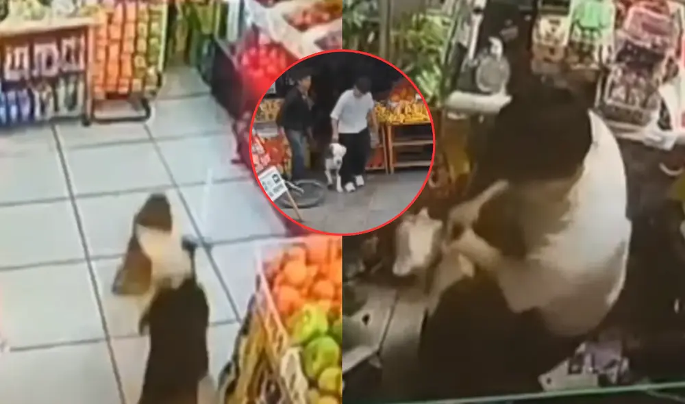 Vecinos denuncian que el salvaje animal ataca constantemente a perros de raza pequeña. Foto: Composición LR