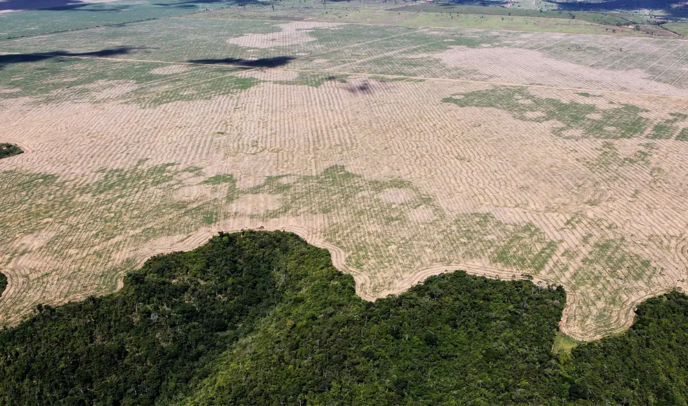 La selva amazónica cada vez pierde más zonas boscosas debido a los efectos del cambio climático y deforestación. Foto: Wikimedia