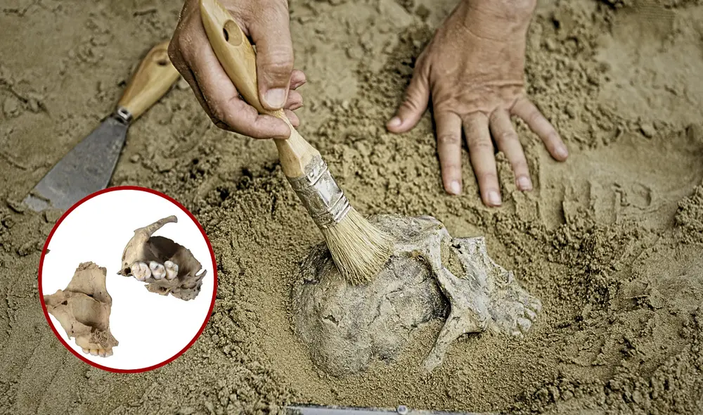 Científicos de España hallaron indicios de canibalismo en restos humanos.