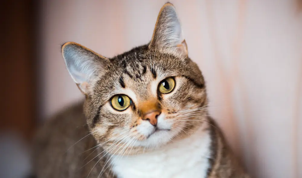 Científicos hallaron similitudes entre la demencia en gatos y el Alzheimer humano.