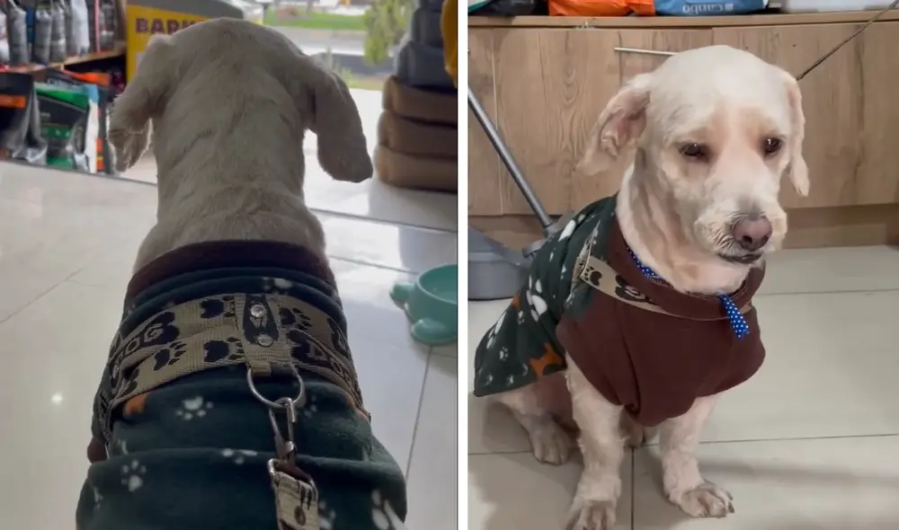 Perrito Tobi fue abandonado en una peluquería canina en Comas por su dueño.