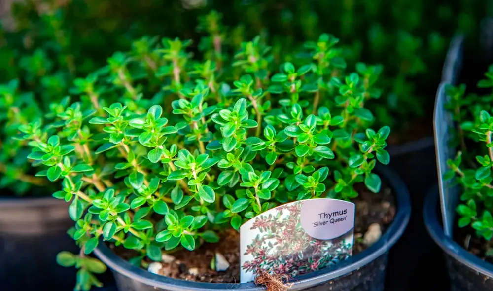 El tomillo es una planta medicinal que alivia diversos síntomas respiratorios, según estudios. Foto: Depositphotos
