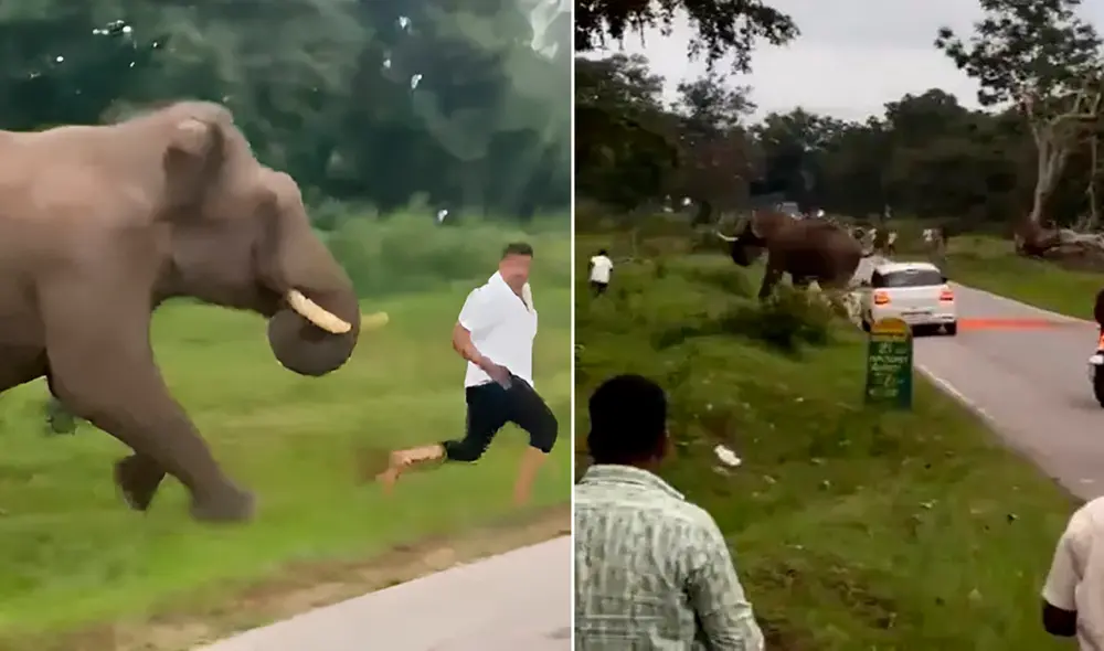 Turista es aplastado por elefante tras intentar tomarse una 'selfie' con él.