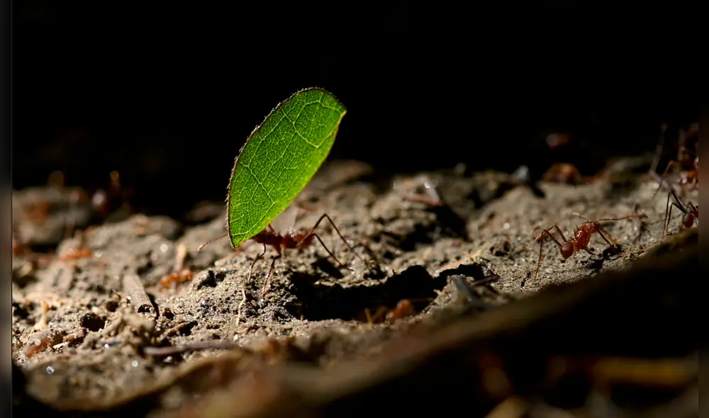 "Tiempos de conexión". Imagen: Difusión. "Tiempos de conexión". Imagen: Difusión.