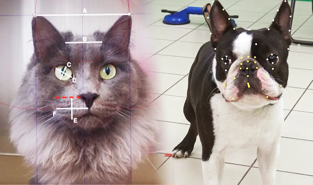 En Israel un equipo de informática utiliza IA al estudio en perros y gatos a través de un software de reconocimiento facial. Foto: Composición LR