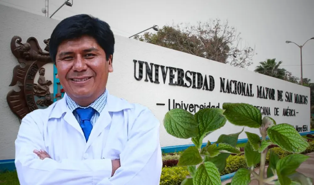 Investigación liderada por la UNMSM demuestra la efectividad de la muña en el tratamiento de la gastritis