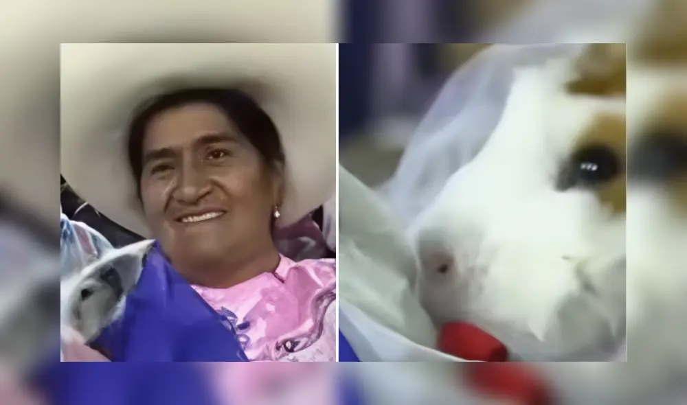 Cuyes se casan en festival chotano en Cajamarca.