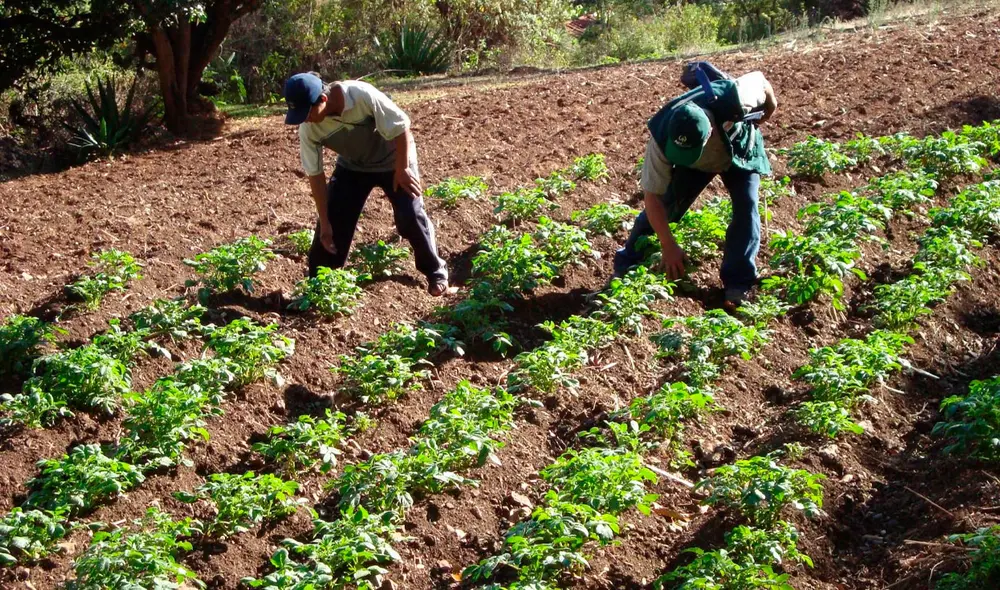 Se estima que la exportación agrícola de Perú alcance los US$10.194 millones en 2025
