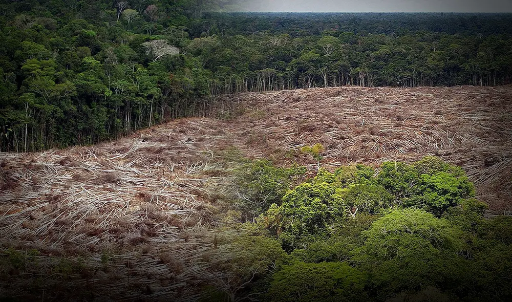 Nuevo fondo global busca frenar la tala con pagos de cuatro dólares por hectárea de selva