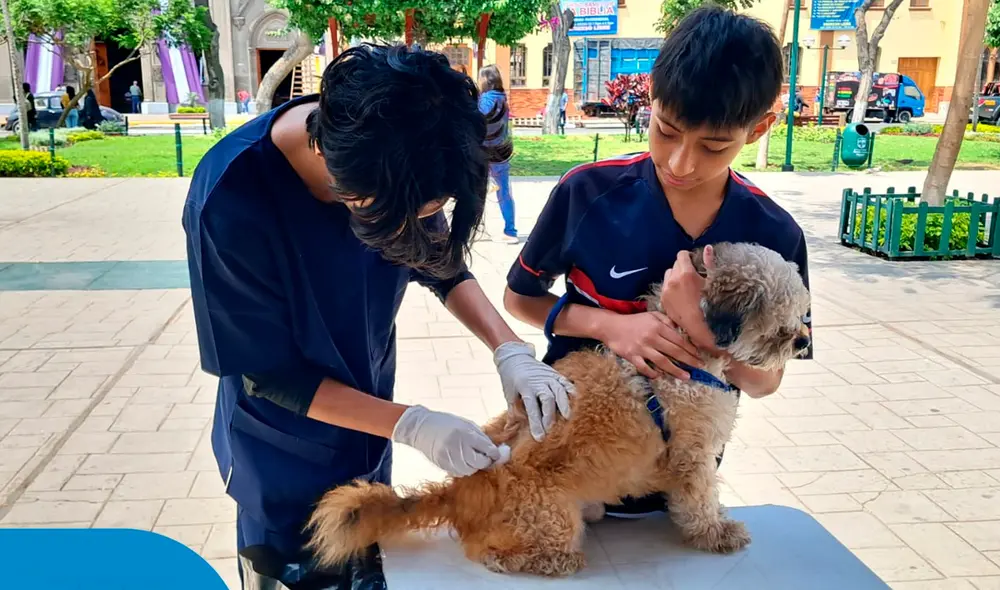 Vacunadores también se desplazarán por las calles para inmunizar a los canes callejeros. Vacunadores también se desplazarán por las calles para inmunizar a los canes callejeros.