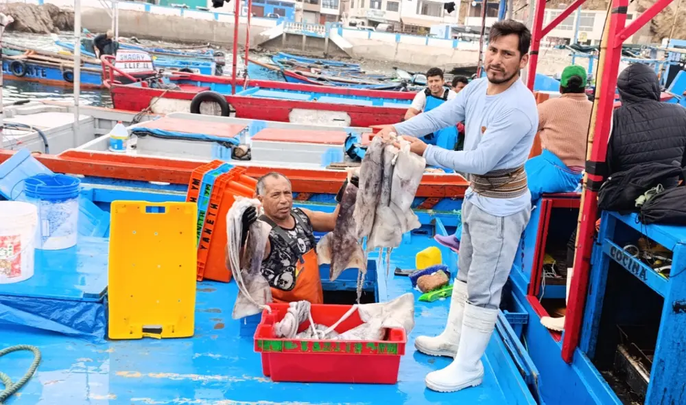 La cuota anual de extracción fue ampliada de 421.000 a 504.000  toneladas. Foto: PRODUCE