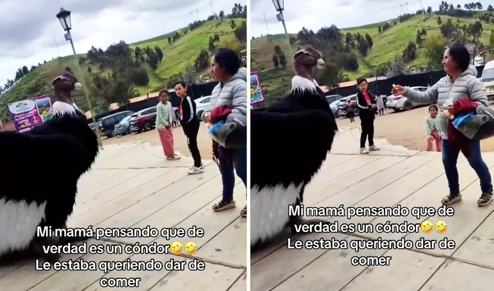 Divertidas reacciones en TikTok por confusión de mujer con supuesto cóndor.