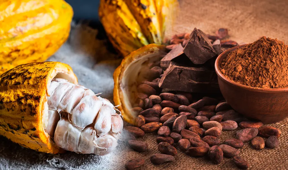 Ecuador produce el 60% del cacao fino de aroma del mundo, destacando globalmente. Foto: iStock Ecuador produce el 60% del cacao fino de aroma del mundo, destacando globalmente. Foto: iStock