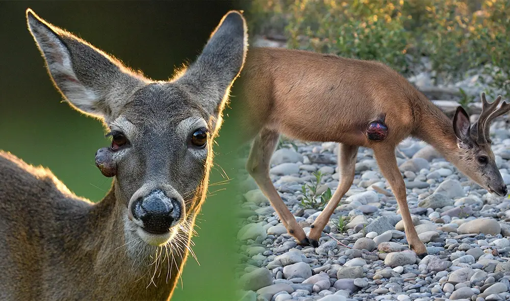 Ciervos con el virus del papiloma. Ciervos con el virus del papiloma.