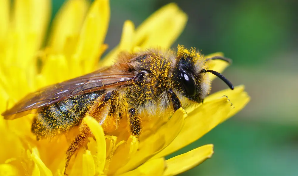 Las abejas y otros insectos transportan polen de una flor a otra, permitiendo la reproducción de muchas plantas. Foto: Pexels