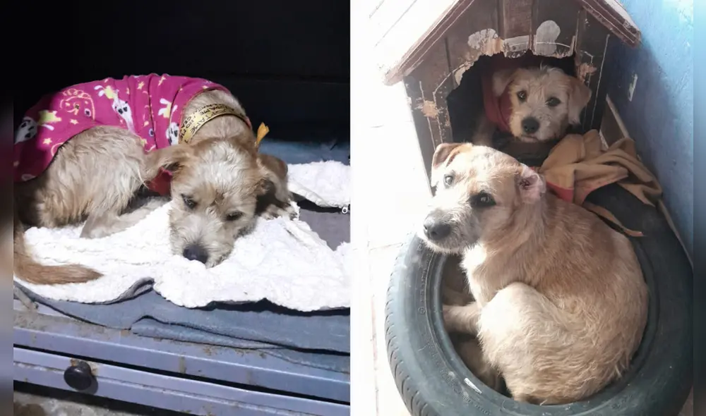 Dos perritas fueron halladas en la estación Naranjal del Metropolitano. Dos perritas fueron halladas en la estación Naranjal del Metropolitano.