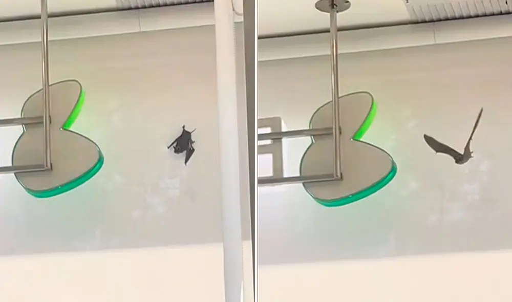 Los clientes, entre risas y temor, no dudaron en comentar la situación. Algunos sugirieron que el murciélago iba a hacer un trámite bancario.