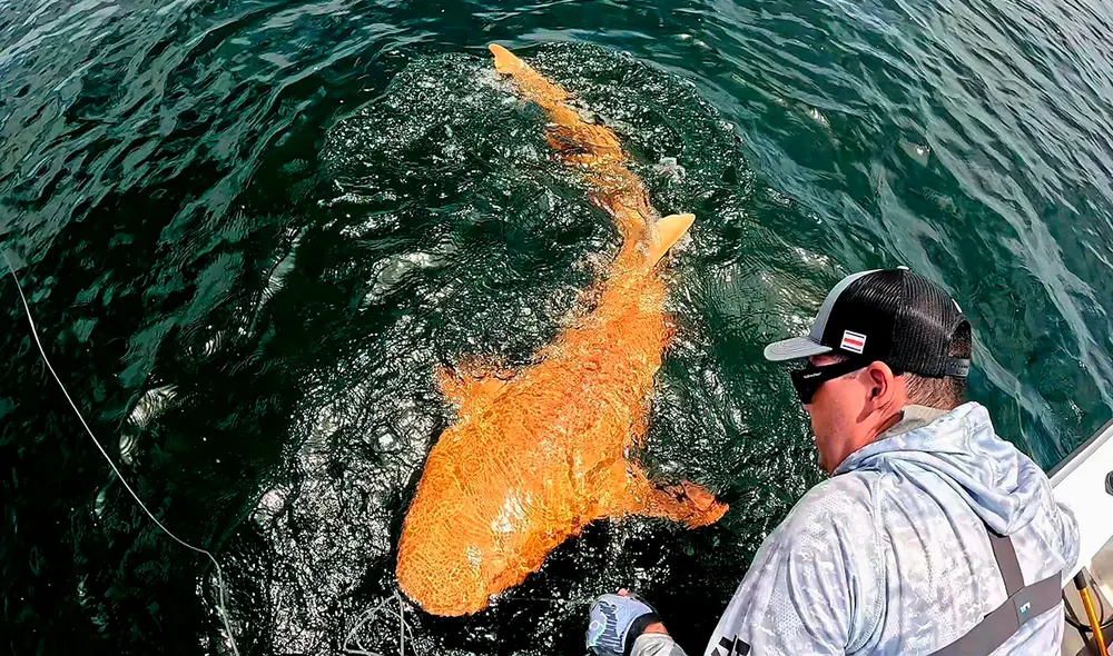 Los pescadores estaban en un viaje de pesca cuando atraparon un impresionante tiburón naranja. Foto: Parismina Domus