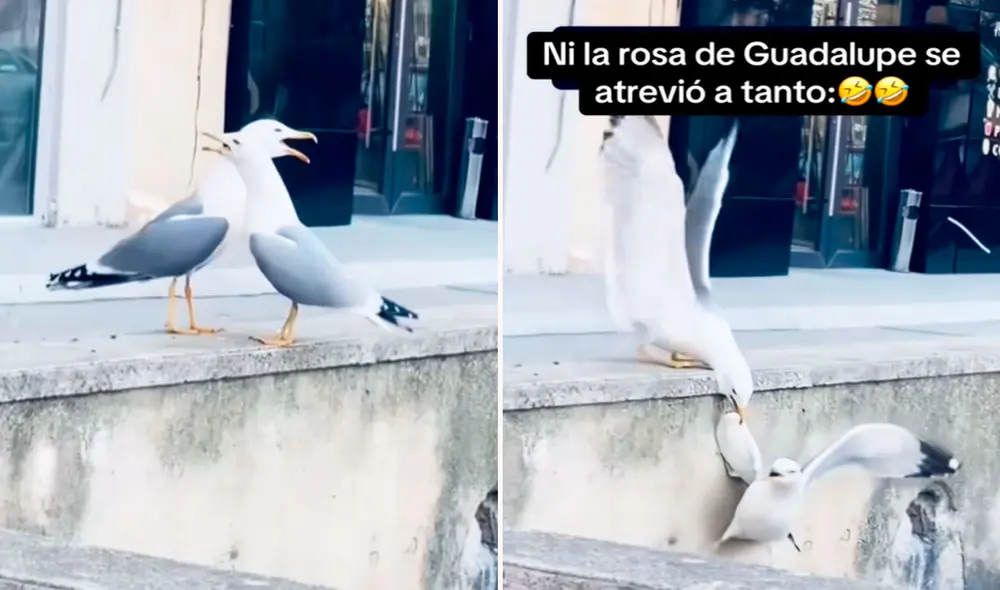 Los usuarios compararon la situación con momentos dramáticos de 'La rosa de Guadalupe', y expresaron su sorpresa y risa ante la escena.