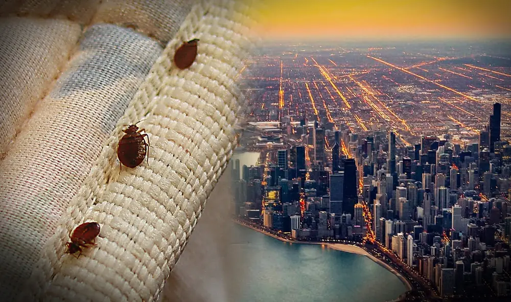 Un estudio califica a Chicago como la ciudad más infestada de Chinches en EEUU, debido a su constantes visitas turísticas.