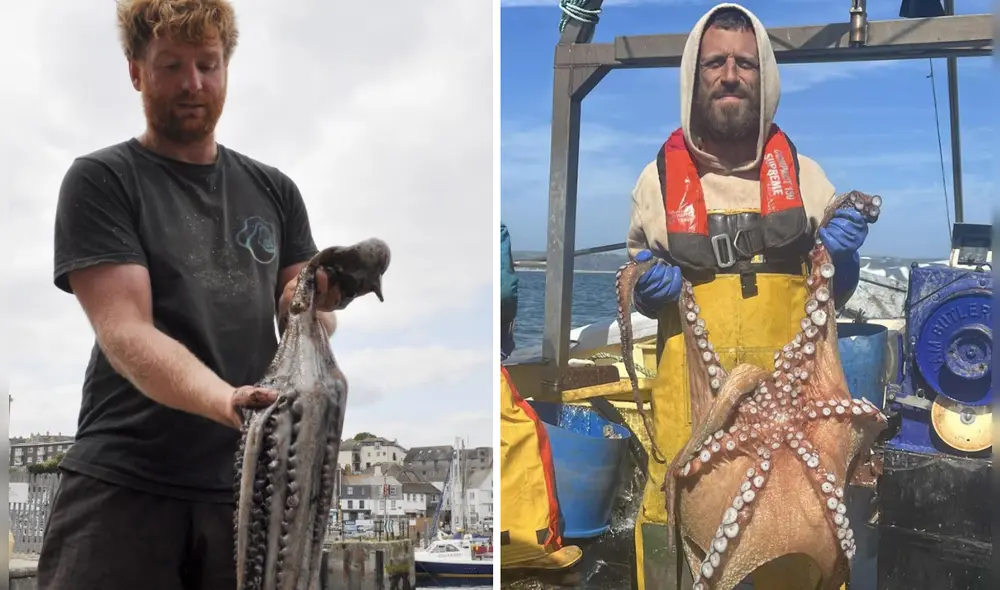 Expertos sugieren que el calentamiento de los océanos, provocó esta cantidad descomunal de pulpos nunca antes visto en aguas británicas.