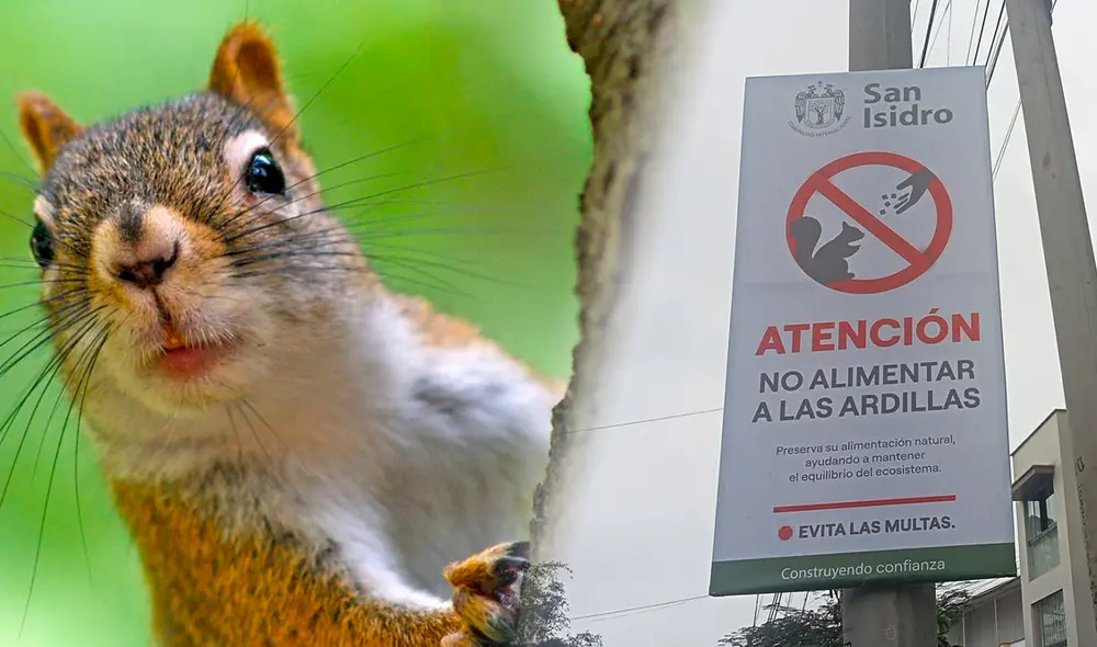 Municipalidad de San Isidro propone multar a las personas que alimenten ardillas. Foto: composición LR