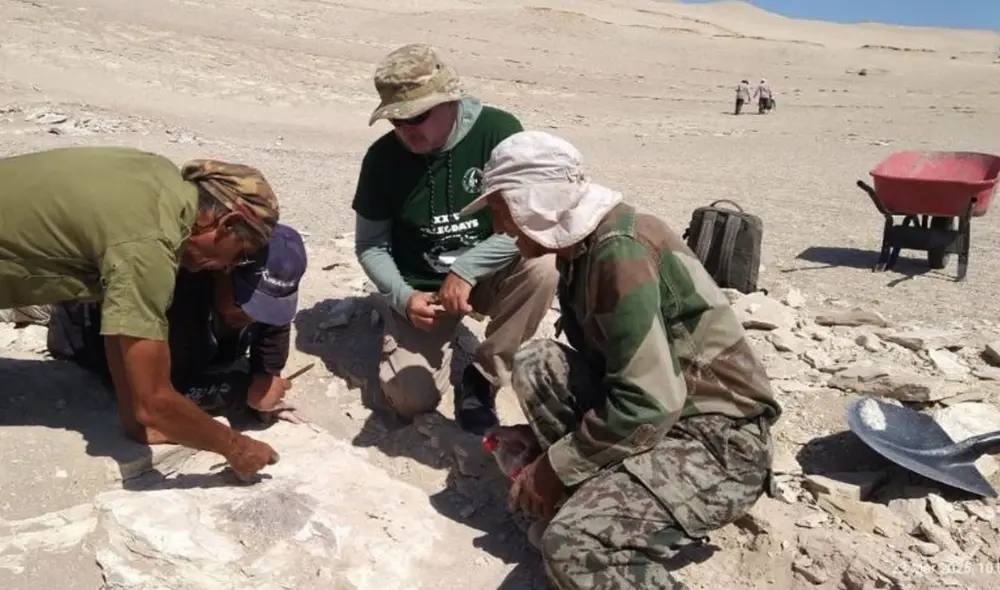El fósil de una nueva especie de ave marina fue descubierta en el desierto de Ocucaje en Perú. Foto: UNMSM