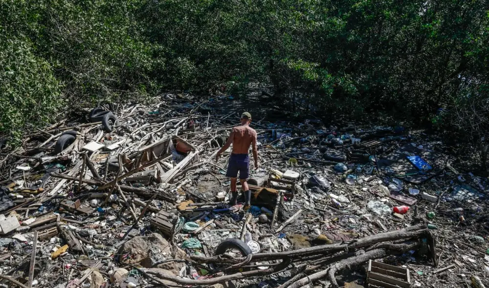 El PNIB busca garantizar el cumplimiento de normas sanitarias y ambientales para combatir la deforestación. El PNIB busca garantizar el cumplimiento de normas sanitarias y ambientales para combatir la deforestación.