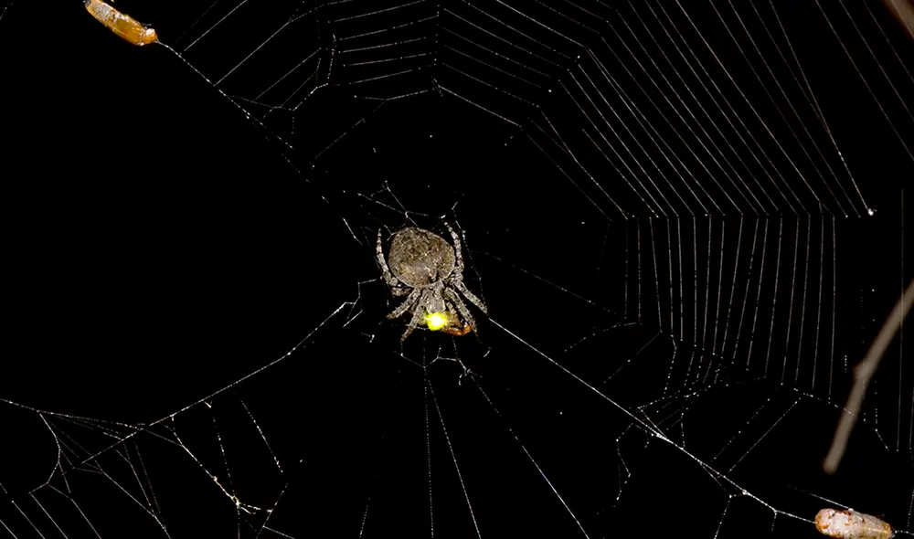 Las arañas aprendieron a usar el brillo de las luciérnagas para aumentar la cantidad de presas. Foto: Science