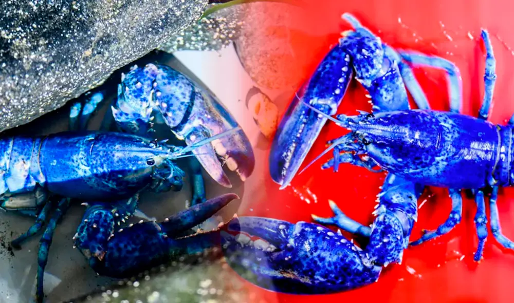 Un extraño fenómeno permitió ver langostas azules con tonalidad eléctrica en las costas veraniegas de EE. UU.