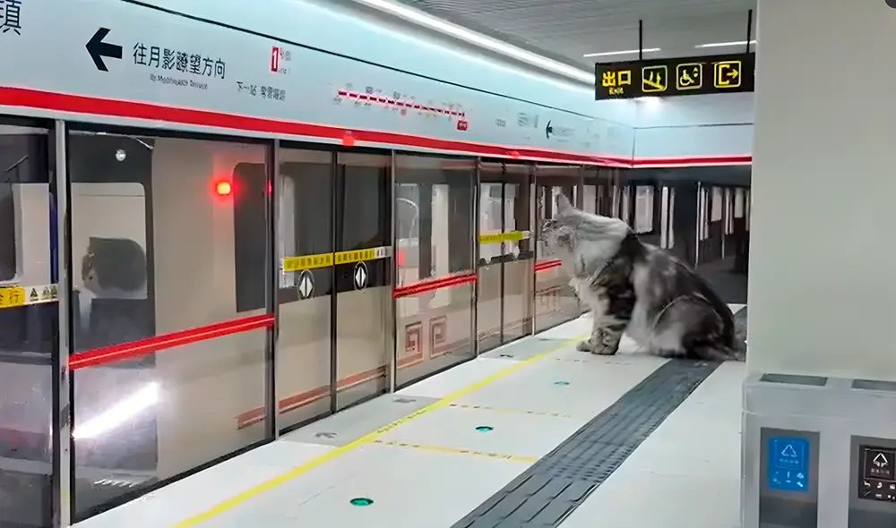 Xing, un youtuber chino, construyó una línea del metro para que sus gatos se diviertan. Xing, un youtuber chino, construyó una línea del metro para que sus gatos se diviertan.