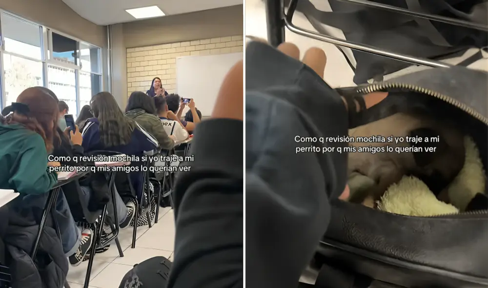 Una joven tiktoker no supo qué hacer con su mascota oculta cuando su profesora anunció que iban a revisar las mochilas.