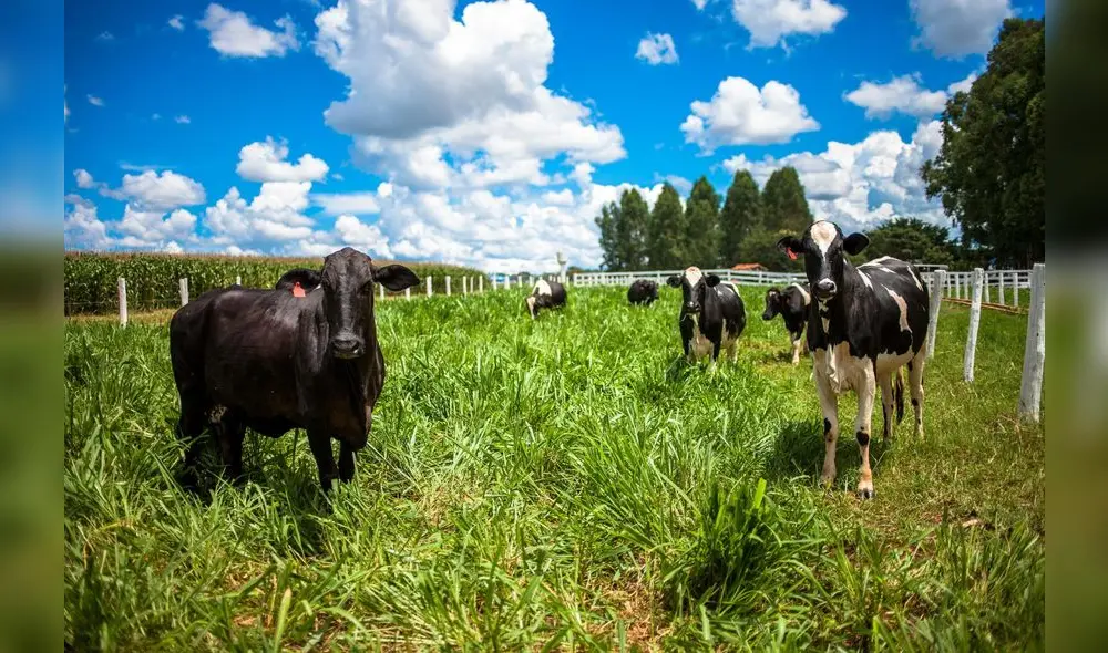 Brasil, líder global en producción y exportación de carnes, impulsa la sostenibilidad ganadera lanzando una herramienta para medir las emisiones de metano por desechos animales.