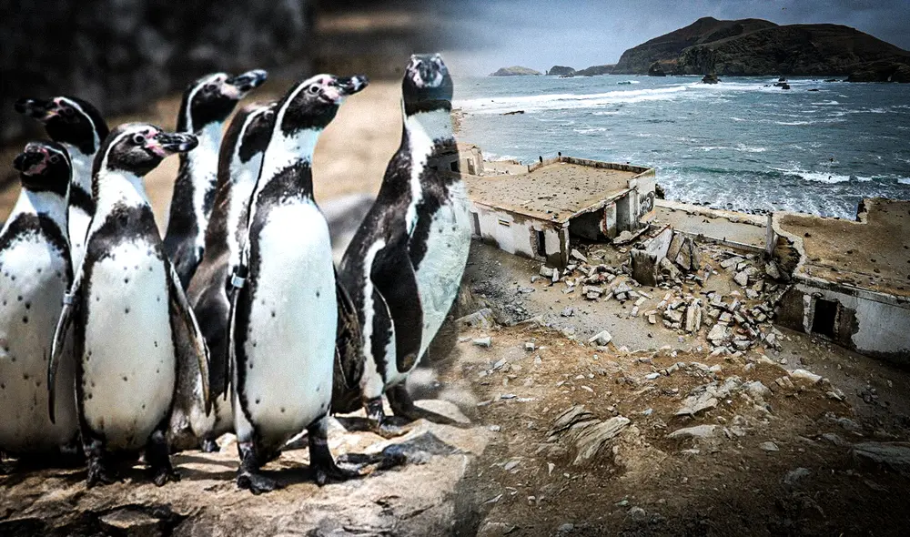 Construcción de El Frontón impactará severamente en el ecosistema marino en el Callao.