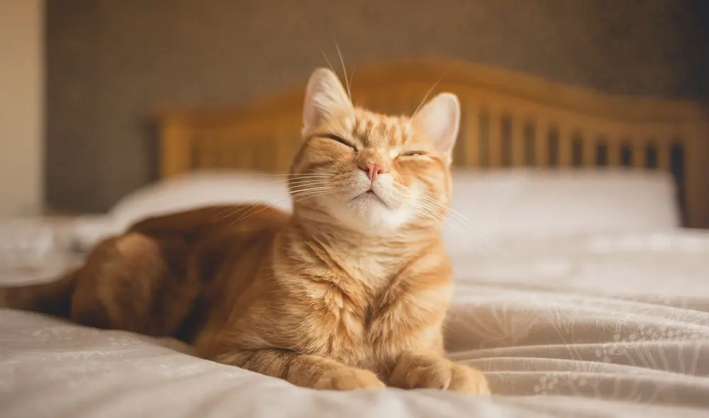 Un gesto con la mirada es la clave para ganarse la confianza de los gatos. Foto: Pexels