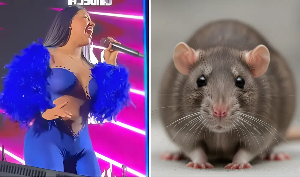 Kate Candela detiene concierto tras aparición de una rata en Pisco. Kate Candela detiene concierto tras aparición de una rata en Pisco.