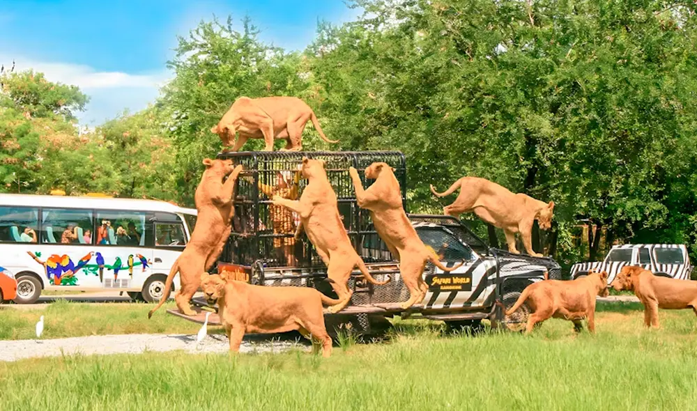 Los leones en el Safari World Bangkok, uno de los mayores zoológicos de Asia, se encuentran sueltos.