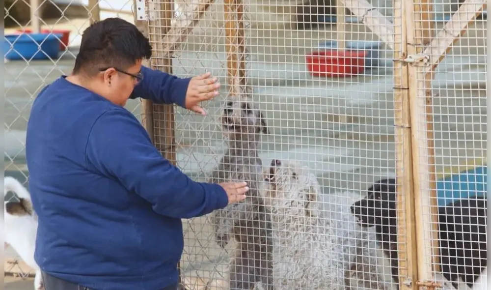 Animalistas consideran que las leyes contra el abandono y el maltrato animal son un saludo a la bandera.