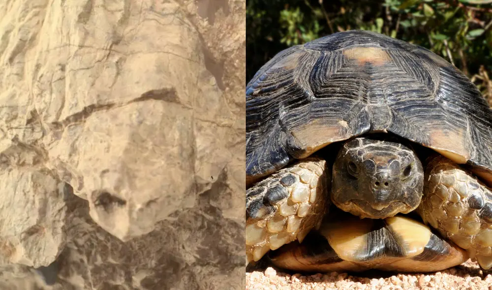 Perseverance halló la figura de una tortuga en una roca erosionada por el viento. Foto: NASA/iStock